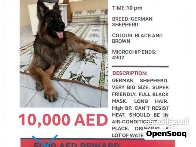 Ragnar still missing.. please help him find his way back home