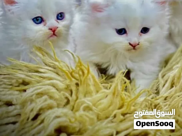 ذكر +انثا صنعااااا