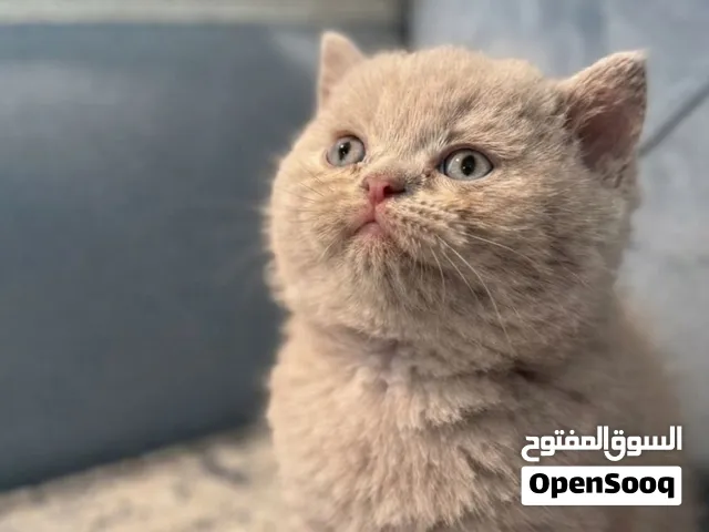 The Exquisite Fawn British Shorthair