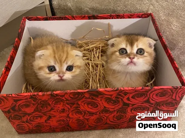 قطط سكوتش فولد جولدن بيور ذكر وانثى نقي