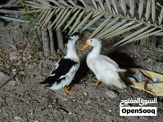 بشات للبيع