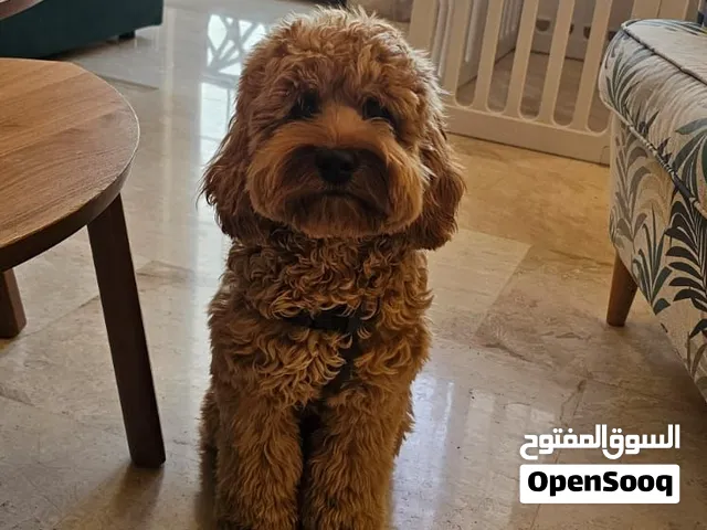 كلبة بودل مكس كوكابو انثى 7 شهور