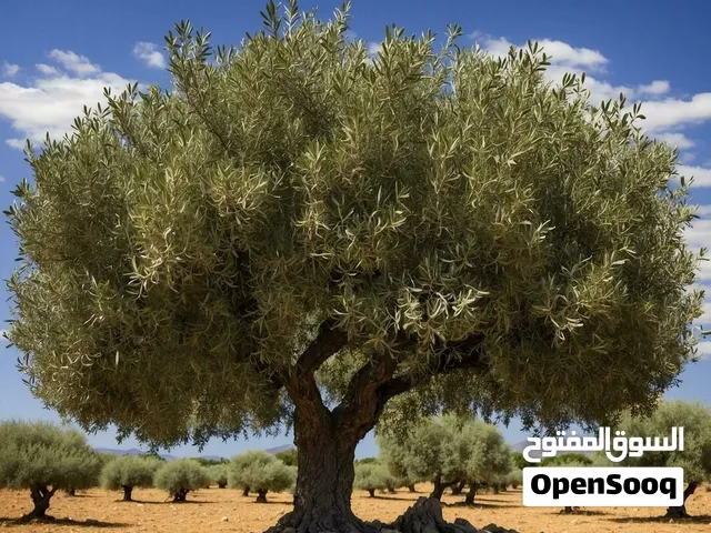 Commercial Land for Sale in Nablus Other