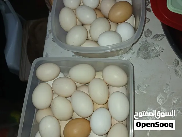 بيض بلدي مائدة للبيع توريد أسبوعي