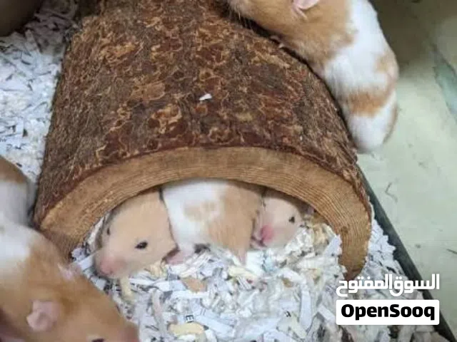 Hamsters for sale