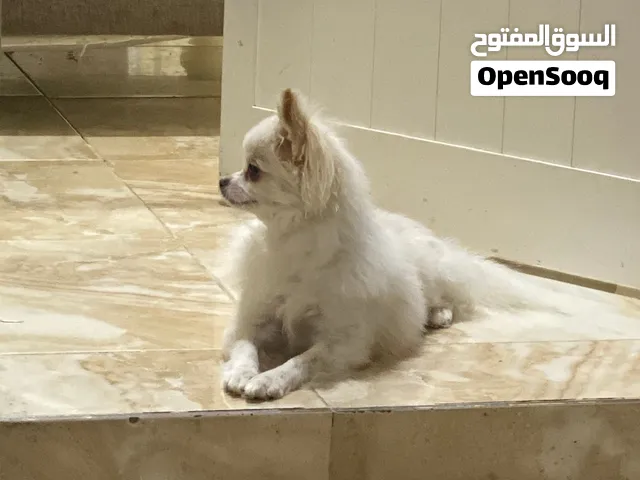 كلب بنورمينيا ذكر
