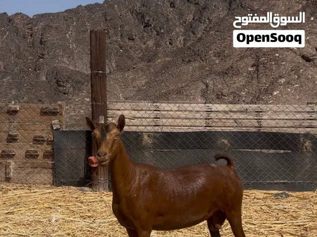 للبيع شاه من الحلال الصلالي