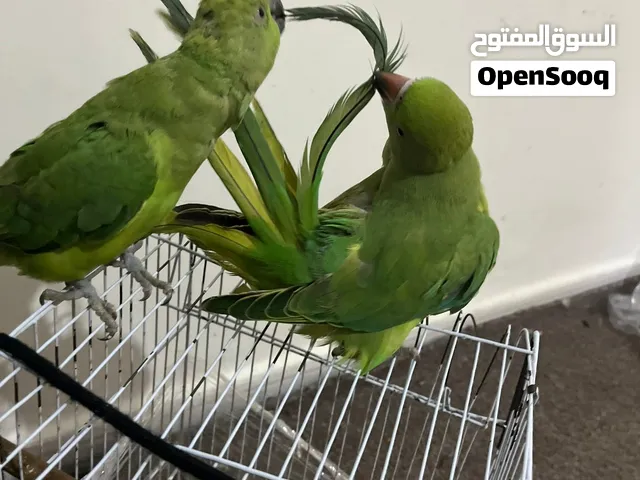 ببغاء دره عدد ثنين اليف