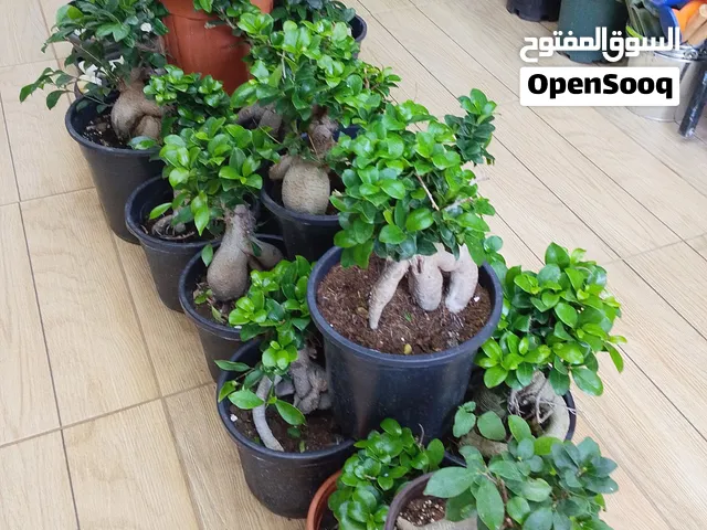 محل مواد زراعية ونباتات داخلية