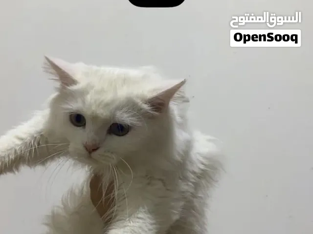 هملايا وشيرازي
