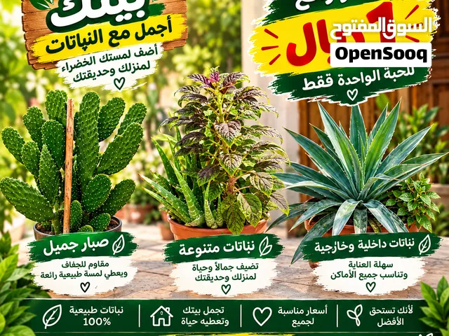 صبار للبيع