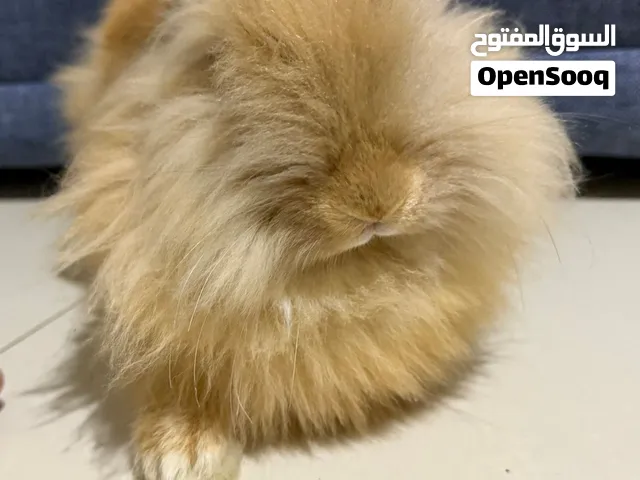 ارانب ذكر و أنثي للبيع