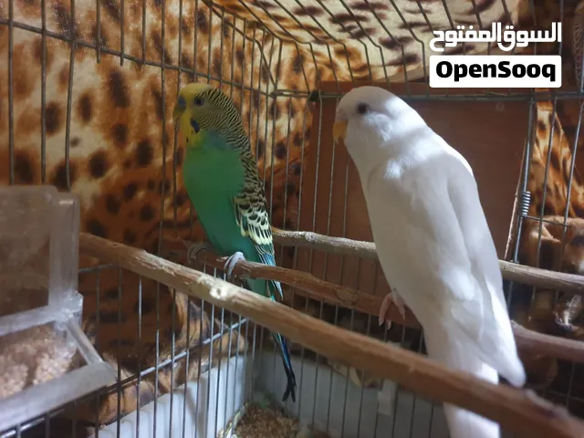 طيور بادجي