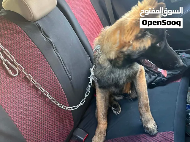 كلاب والف اللبيع