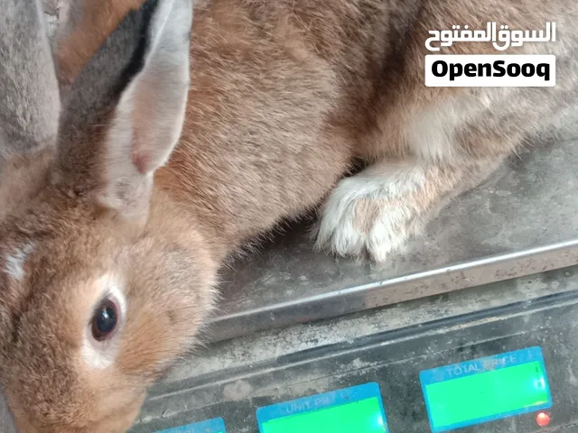 ذكر ارانب للبيع او للبدل على ذكر وزن بين 3.5او 4كيلو
