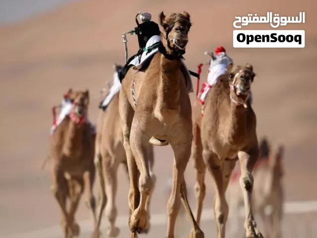 جمال جمل مرکز الاول