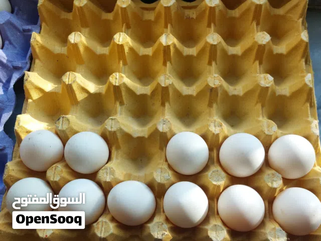 بيض بلدي للتفقيس وللاكل
