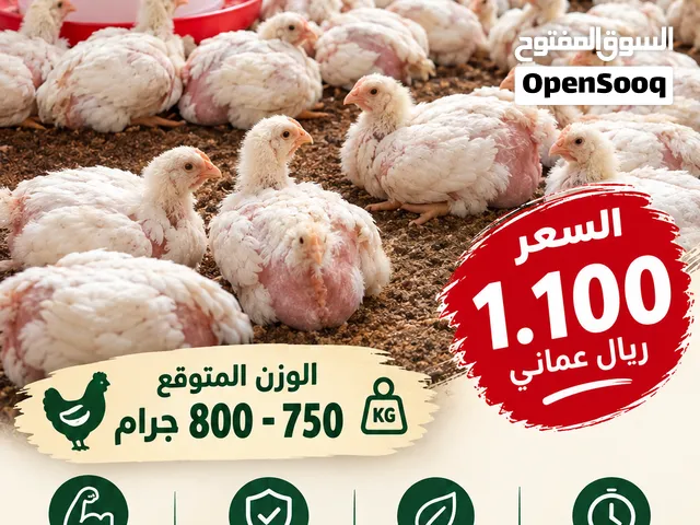 دجاج أبيض طازج