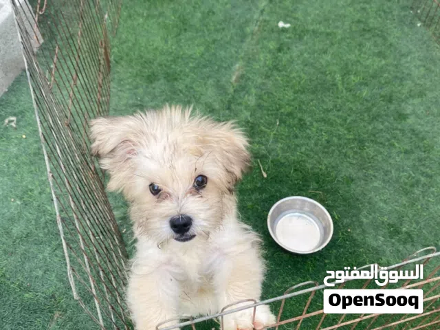 Puppie 5 months for sale