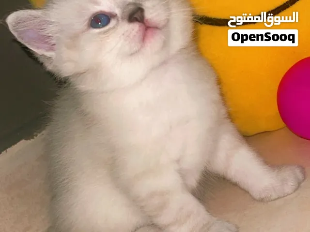 النوع: بريتش شورت هير / سكوتش (British/Scottish Silver Tabby / Point)