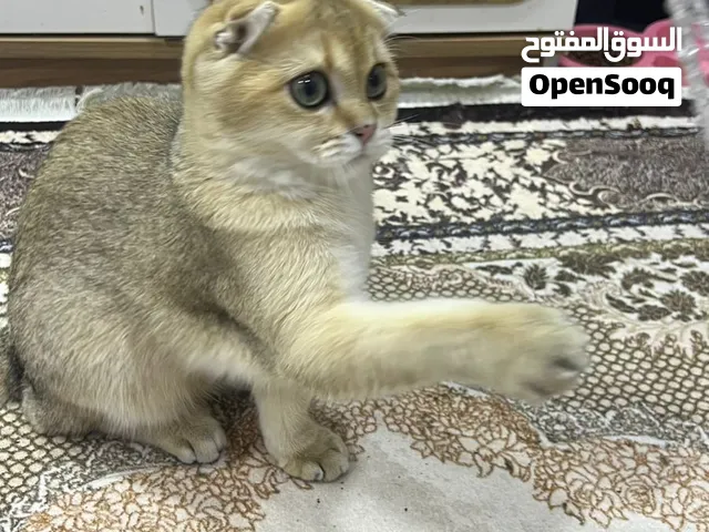قط سكوتش لولد نقي نقي