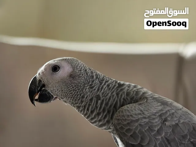 ببغاء كاسكو اليف