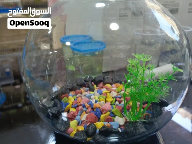 حوض سمك دائري باولة كبيرة قطر19سم مع أكل مع سمكة عرض بلاك فرايدي