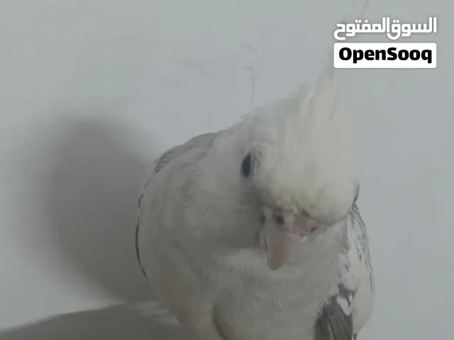 السلام عليكم للبيع كوكتيل الحجم سوبر جامبو اليف جدا ما في عض نهاية مناسب للأطفال تواصل خاص