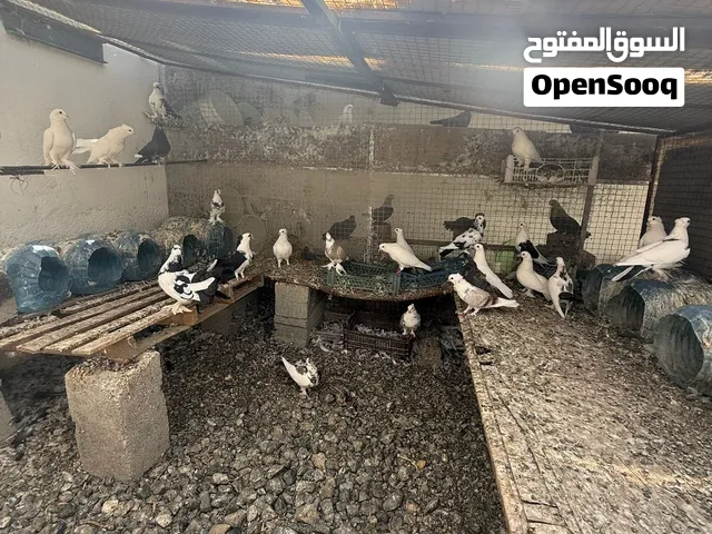 حمام شمسي وواحد كشكي وحمام مهجن عادي للبيع