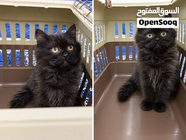 للبيع قط همالايا اللون اسود كيتن