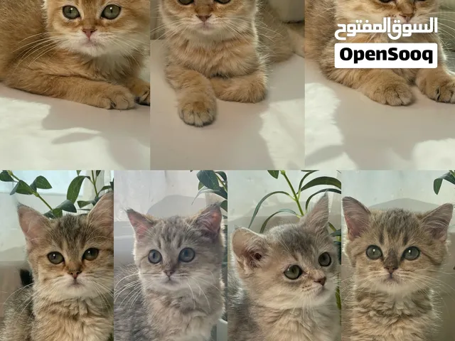 British shorthair