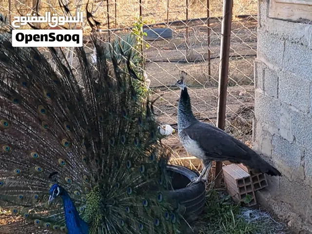 طاووس  ذكر وأنثى