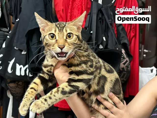 Bengal, cat, male and female for sale