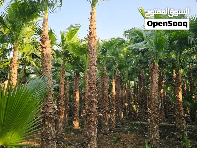اشجار ونخل واشنطني واشنطن زينه