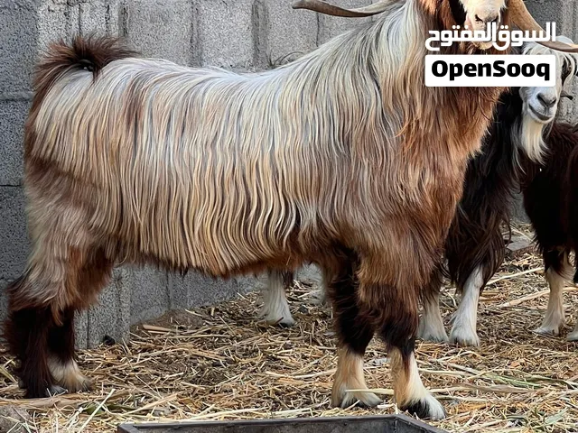 تيس سعيدي اصل