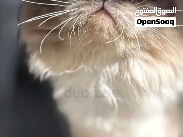 Scottish Fold male