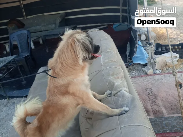 كلبه انثاي موجوه بزرقاء