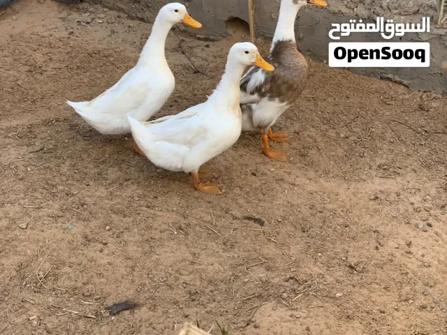 زوز انتي بط زنه اللون ابيض