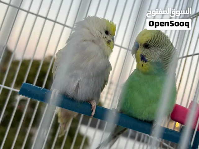 كوبيه بقلينو