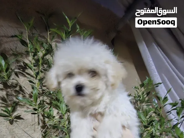 جراوي متنوعه