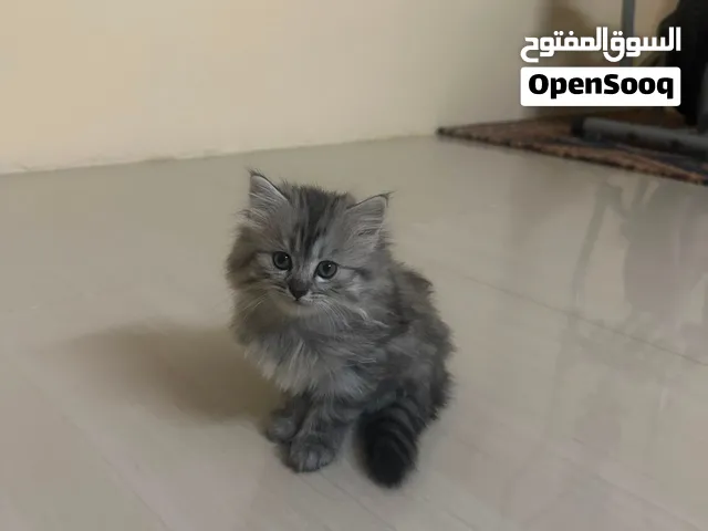قطط شيرازي صغيره للبيع