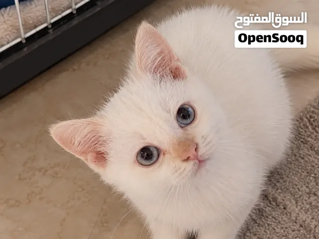 مكس سكوتش وبريتش
