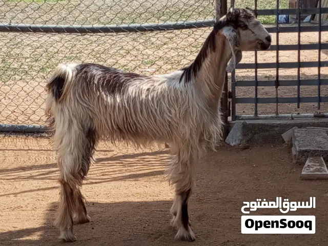للبيع الماعز الرقاص