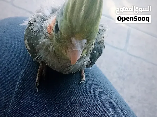 كوكتيل ذكر اليف عمر شهرين