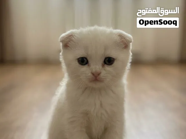 قط ذكر اسكوتش فولد ليلك