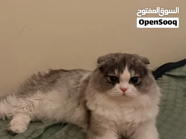 Scottish Fold Female for Sale