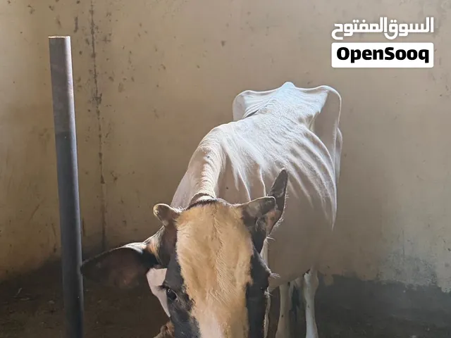 بقر عمانية حوامل