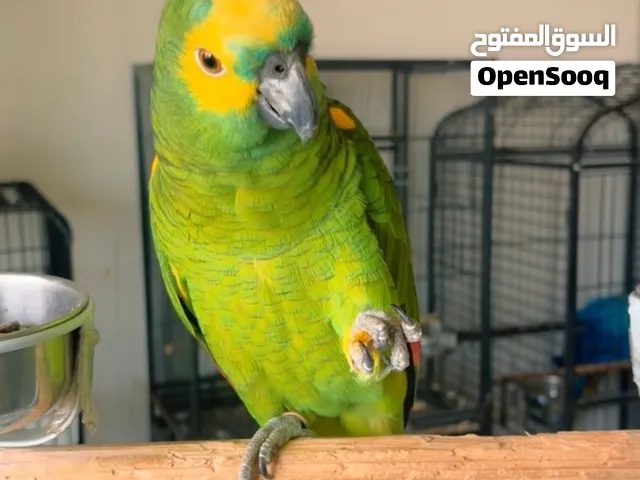ببغاء أمازون بلو فرنتد متكلم اليف صحته ممتازة ريش كامل و صفاره جميل السعر 4000 غير قابل للتواصل واتس