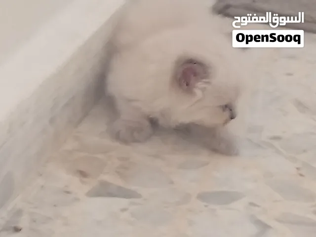 قطط للبيع في طولكرم