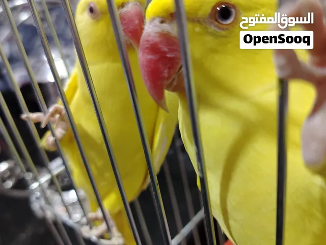 جوز دره لاتينو
